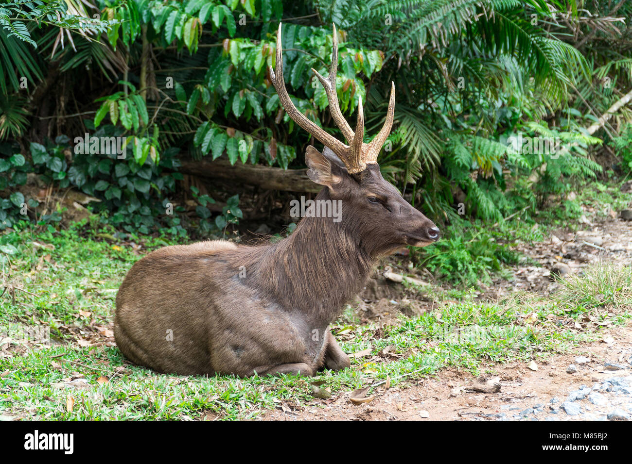 Sambar deer rilassarsi sul prato Foto Stock