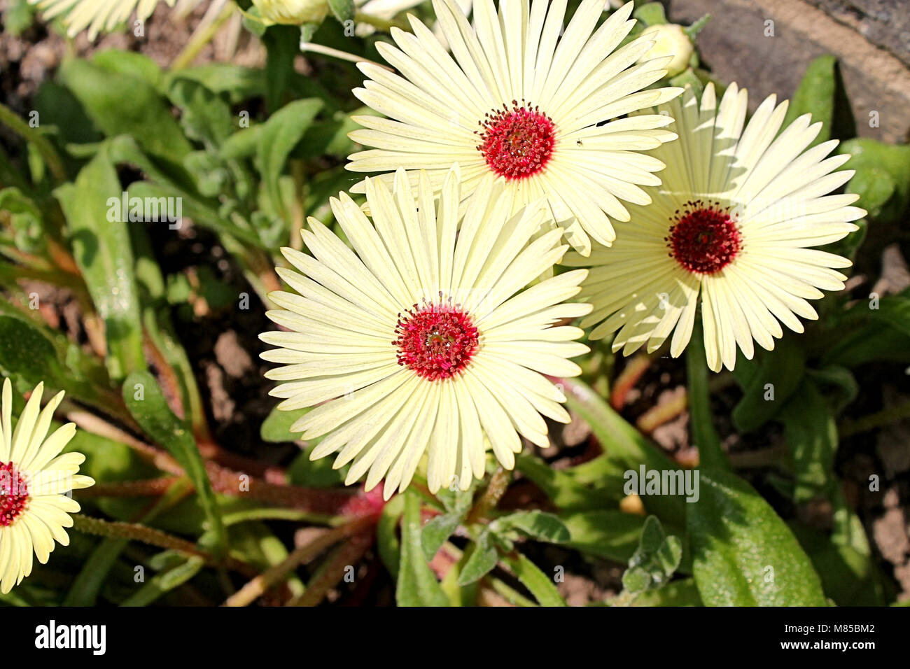 Mesembryanthemum (impianto di ghiaccio) crescente nella mia estate confine. Foto Stock