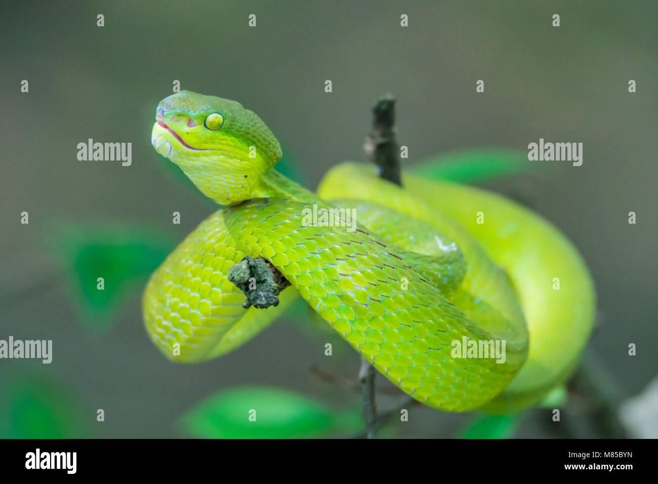 Cinese albero verde viper Foto Stock