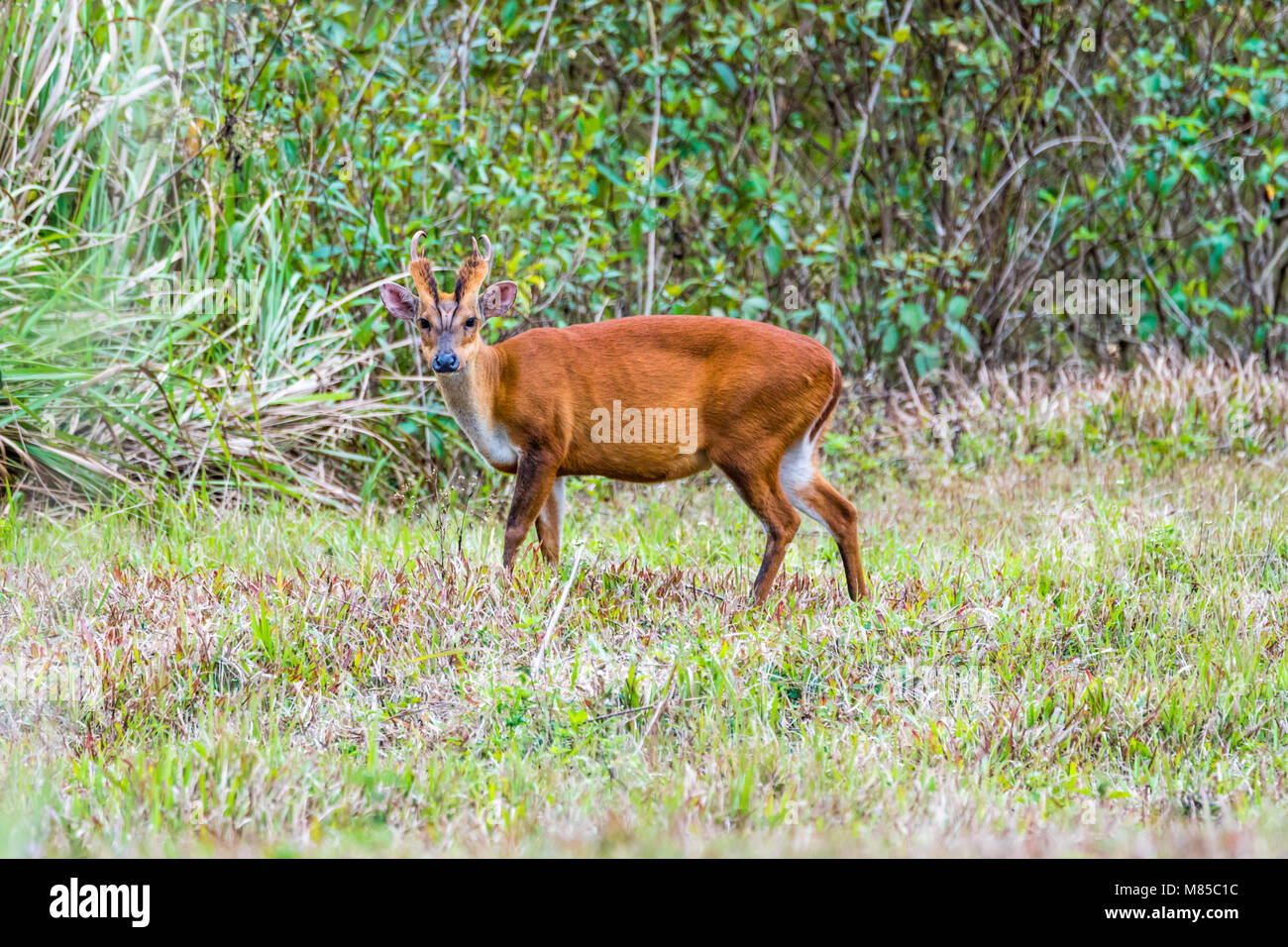 L'Indiano muntjac mangiare erba Foto Stock