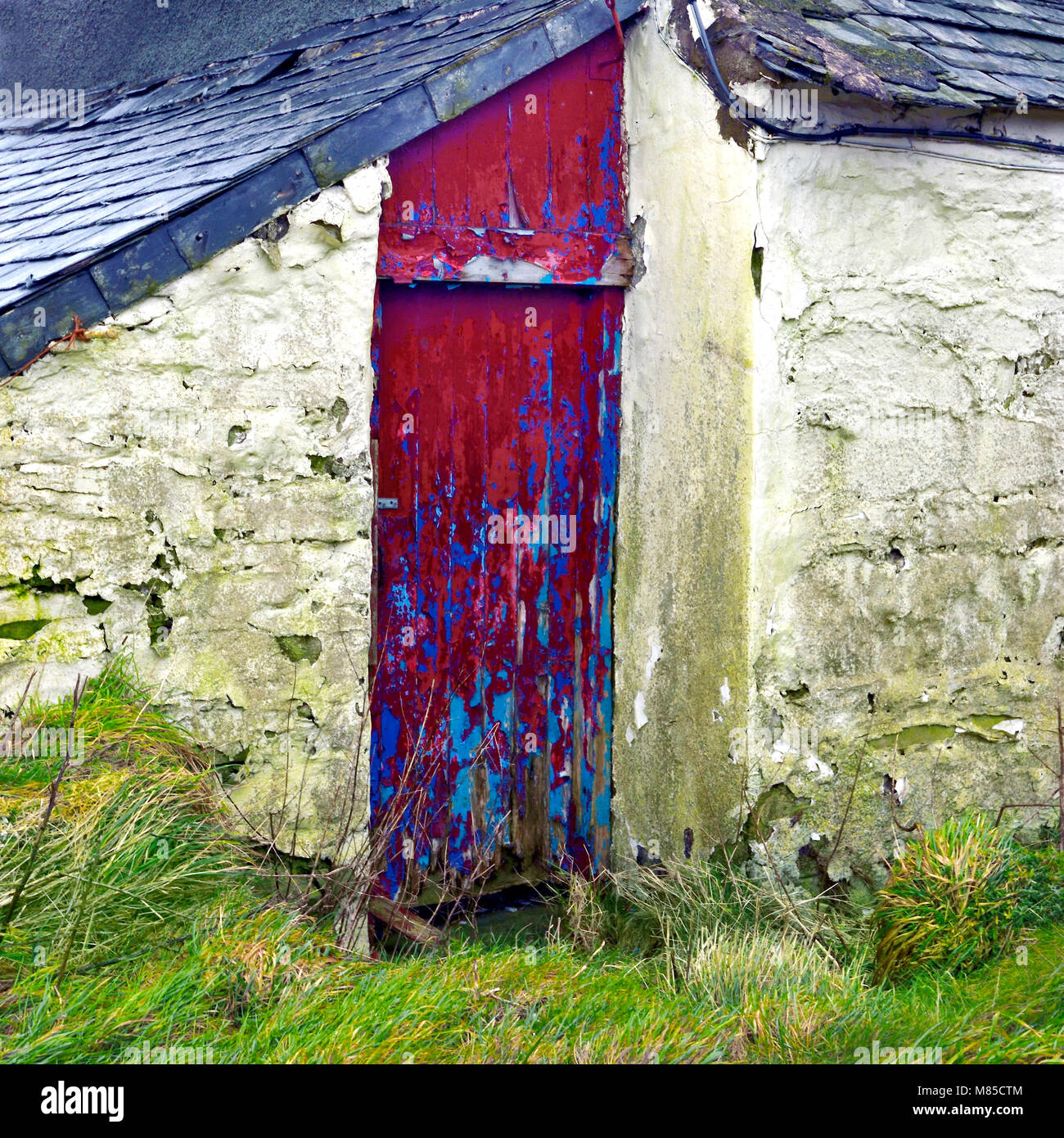 Il rosso vivo porta di un casale abbandonato in netto contrasto con il verde circostante paesaggio di Denbigh Mori. Foto Stock
