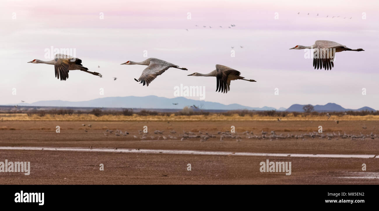 Sandhill gru (Grus canadensis) in volo, Whitewater Disegna area faunistica, Southeastern Arizona Foto Stock