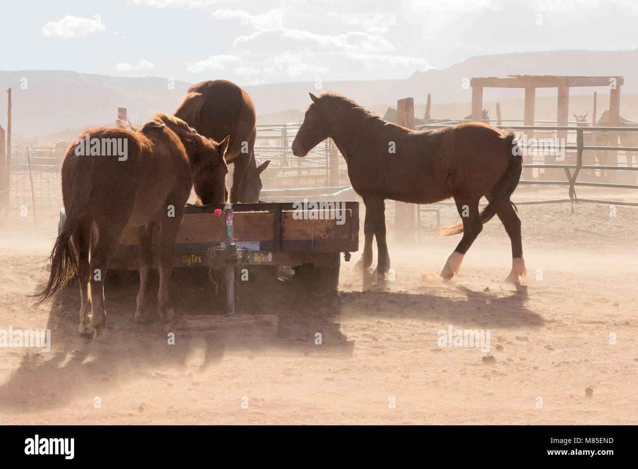 Cavalli nella riserva Navajo, Monument Valley Tribal Park, Arizona Foto Stock