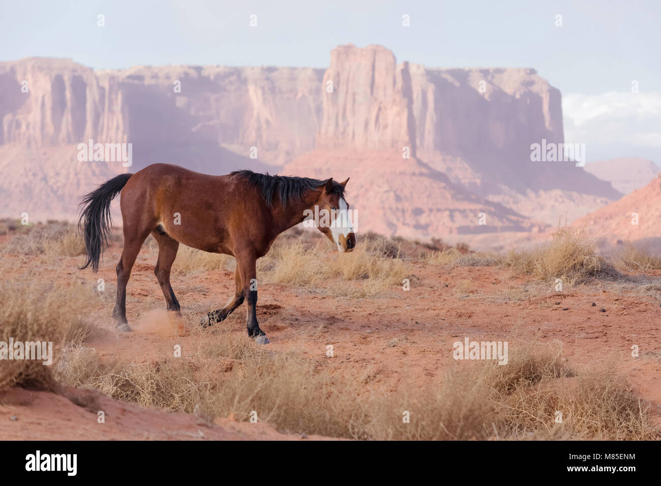 Wild Horse con gli occhi blu e di arenaria buttes a distanza, Monument Valley Tribal Park, Arizona Foto Stock