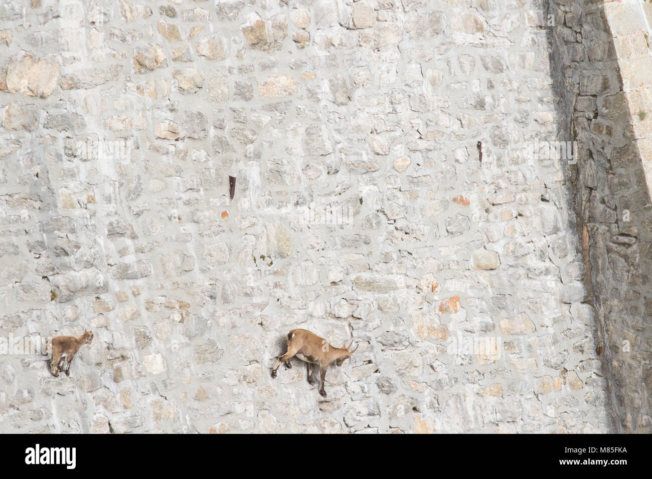 Una femmina di stambecco (Capra ibex) con il suo cucciolo è camminare su una parete della diga cercando mineralt sali. Valle Antrona, Italia. Foto Stock