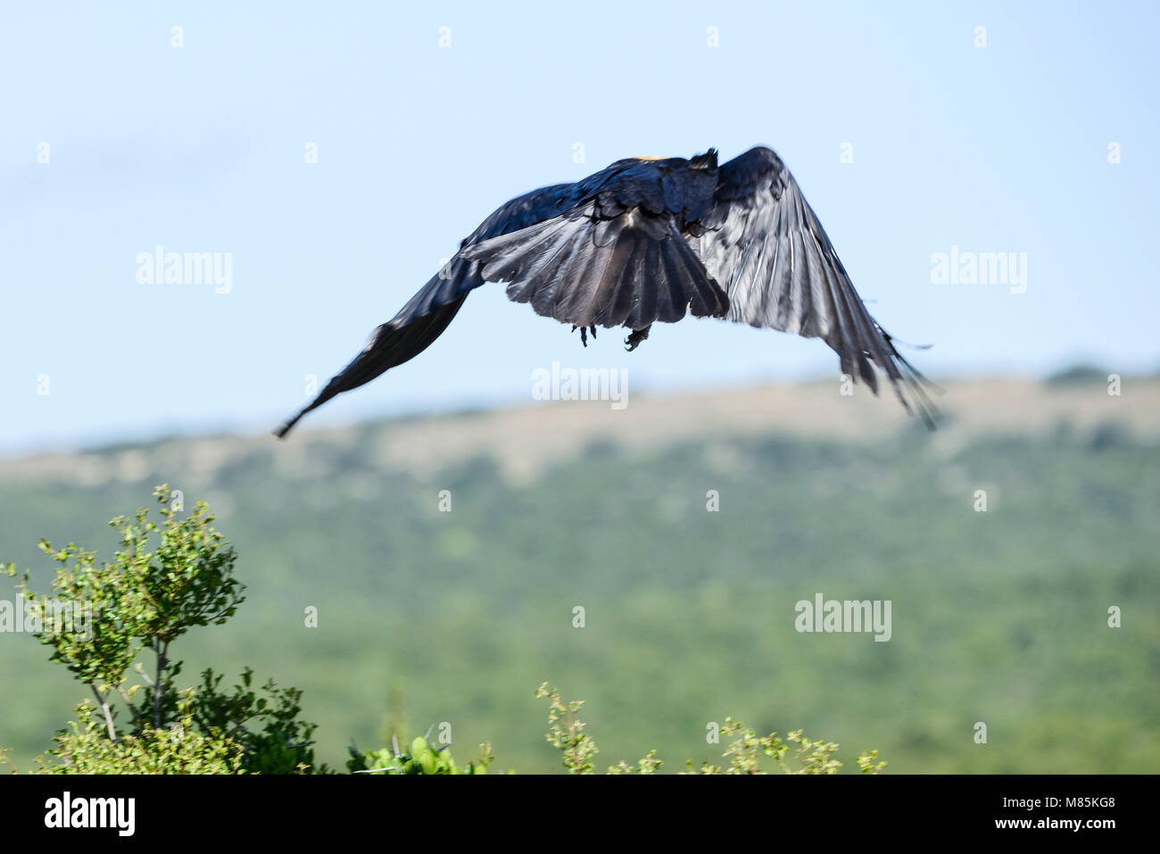 Un pied crow (Corvus albus) in volo Foto Stock