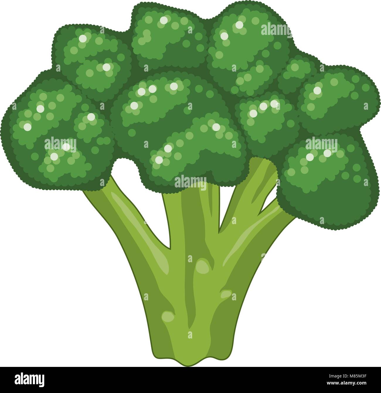Vettore simbolo di broccoli isolati su sfondo bianco. Icona del greggio Cavolo broccolo come sano cibo organico per la dieta vegetariana. colori piatti Illustrazione Vettoriale