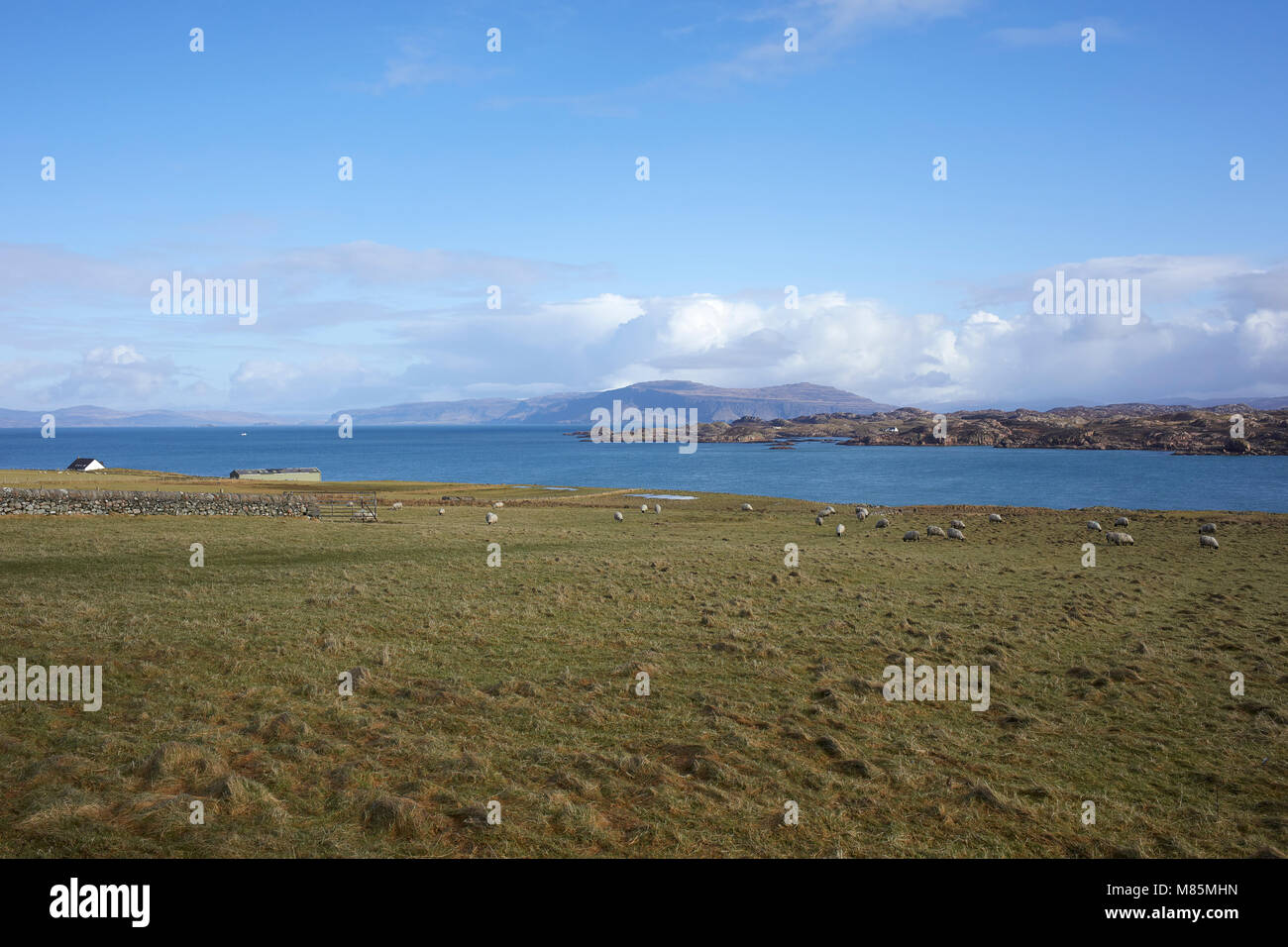 Una luminosa e soleggiata febbraio mezzogiorno con cielo blu e nuvole bianche. Pecore al pascolo. ENE verso il suono di Iona, Bearraich e Ardmeanach Mull Foto Stock