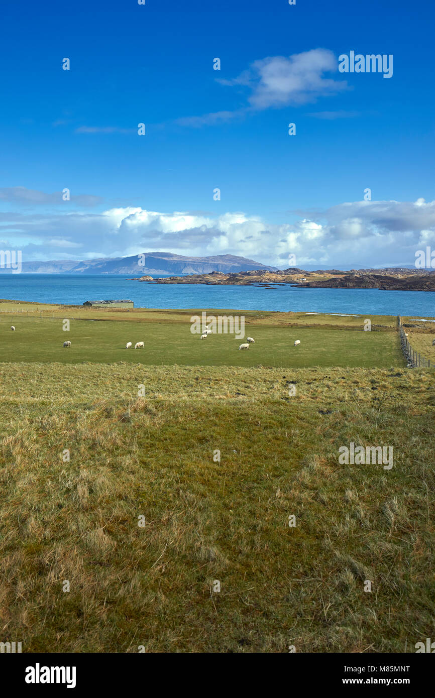 Un soleggiato febbraio mezzogiorno con cielo blu e nuvole bianche. Pecore al pascolo. Attraverso il suono di Iona, ENE, verso Bearraich e Ardmeanach Mull Foto Stock