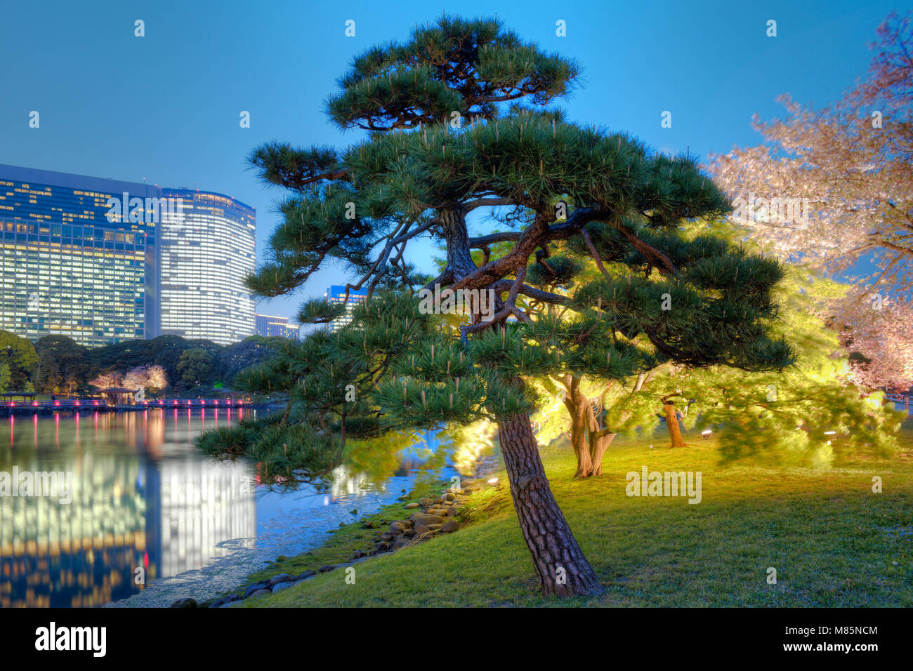Struttura ad albero Hamarikyu (anche Hama Rikyu) Giardini e moderni grattacieli della zona di Shiodome, Chuo Ward, Tokyo, Regione di Kanto, Honshu, Giappone Foto Stock