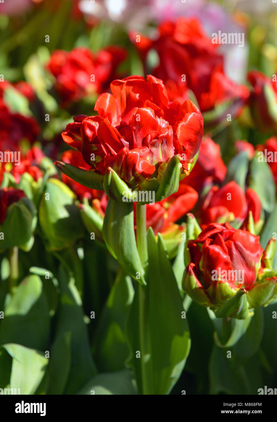 Bel rosso tulip rococò Parrot Foto Stock