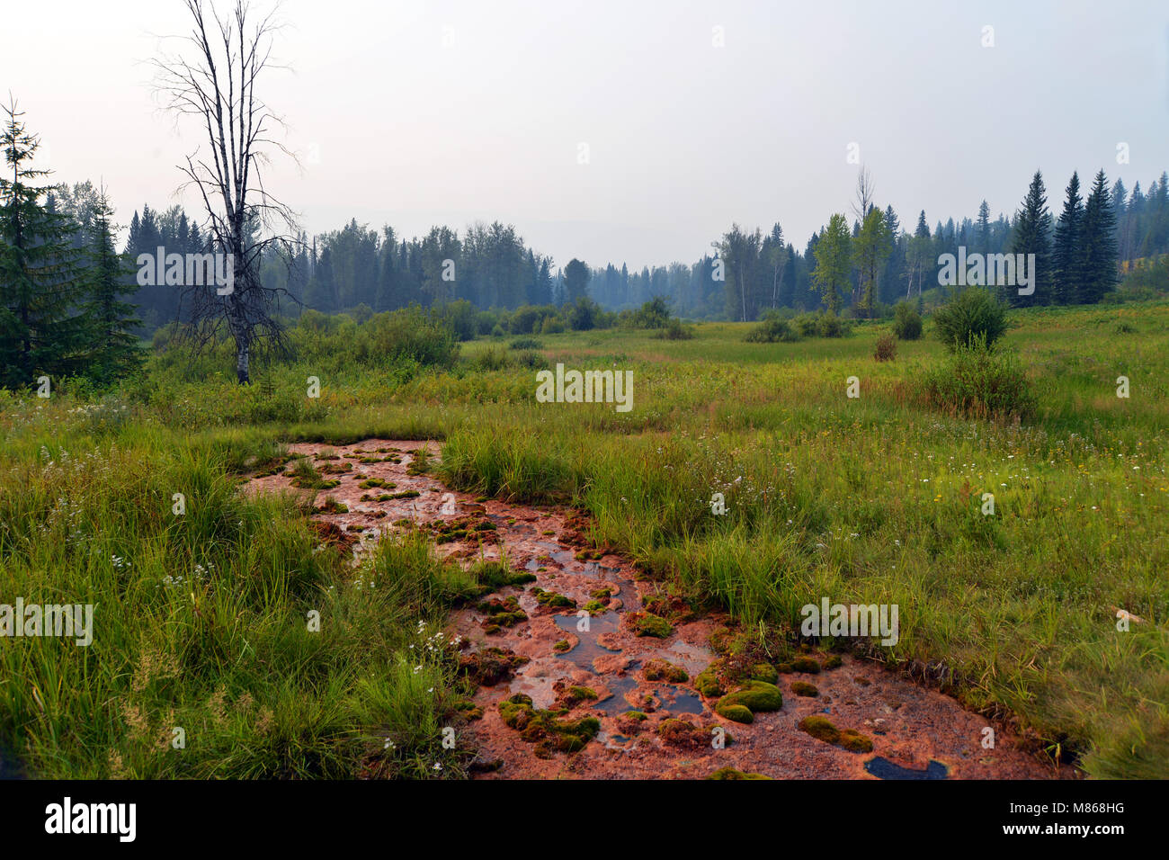 Wildnerness canadese nel Grey Park,, British Columbia, Canada. Foto Stock