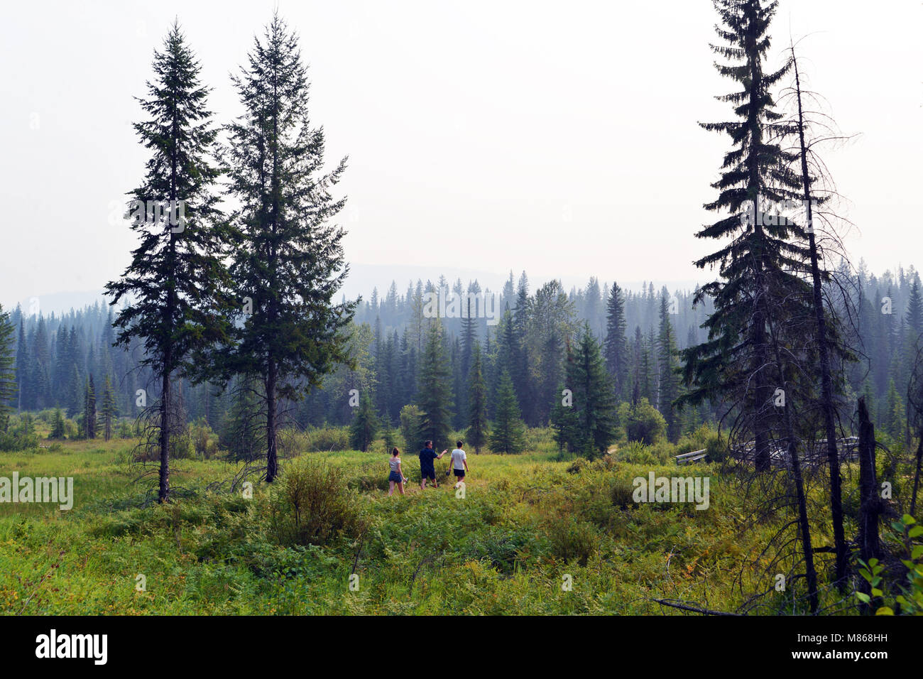 Wildnerness canadese nel Grey Park,, British Columbia, Canada. Foto Stock