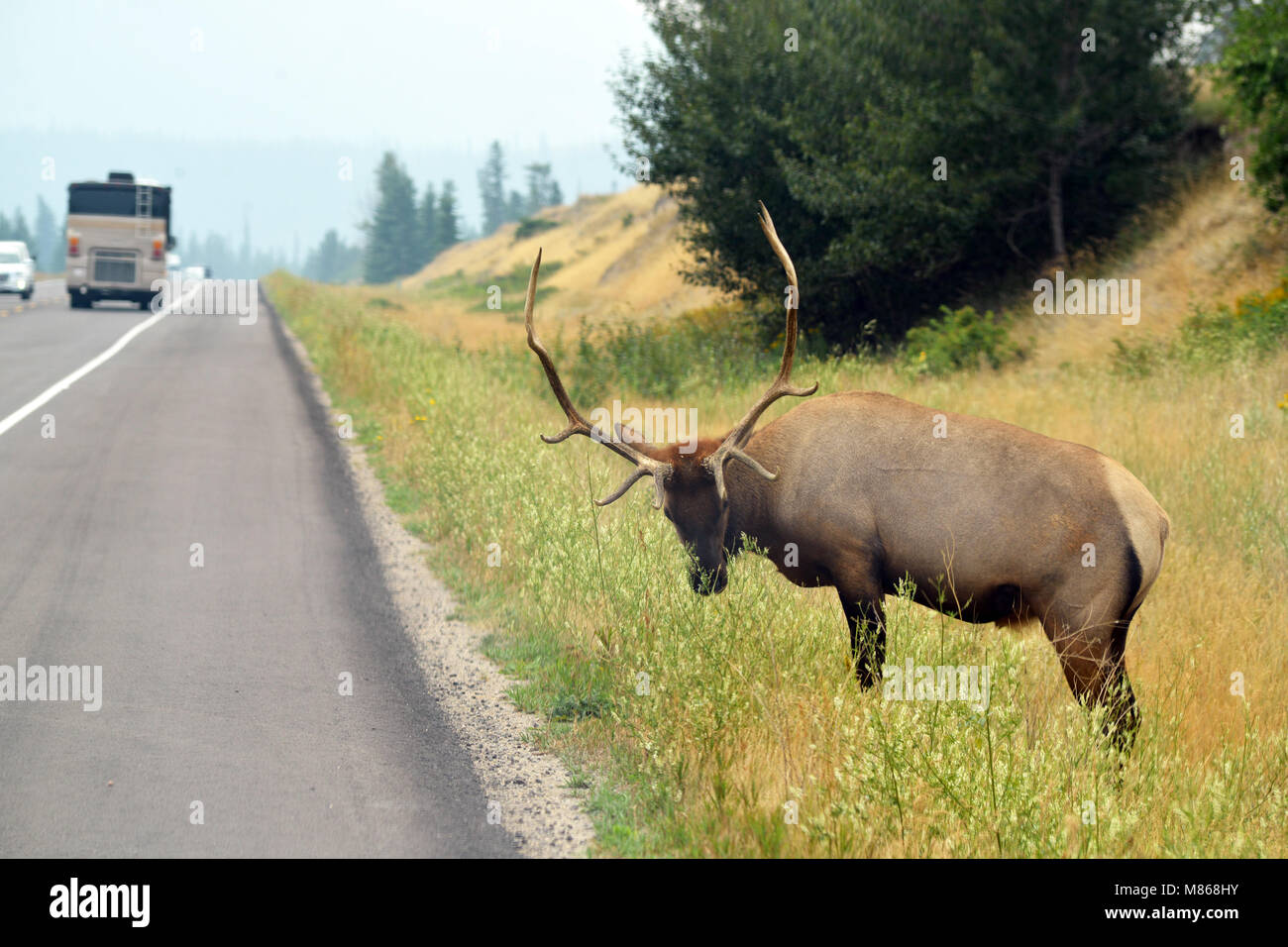 Wild Elk vicino a una strada trafficata nel Parco Nazionale di Jasper, BC Rockies Canadesi Foto Stock