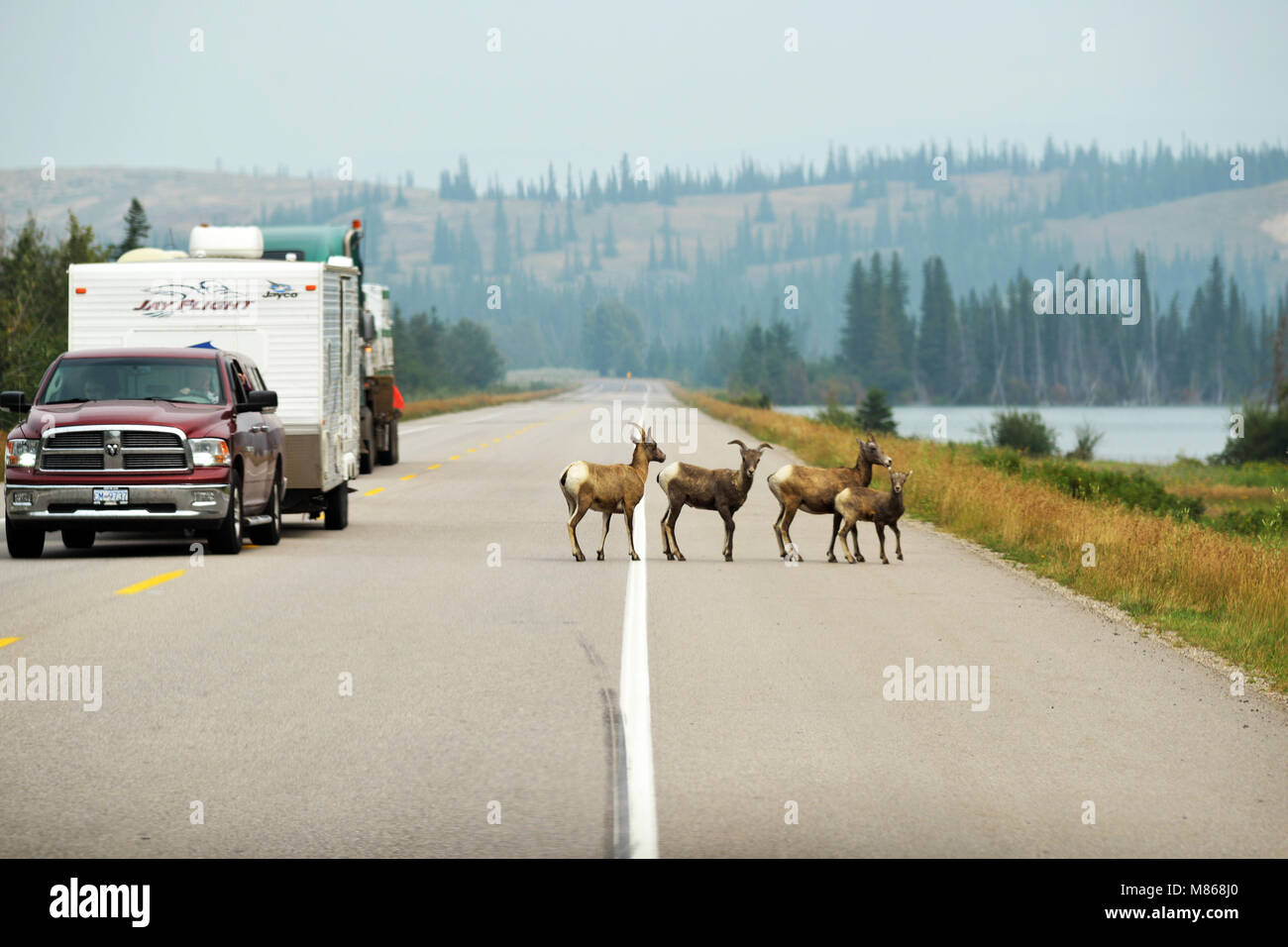 Wild long horn pecore vicino a una strada trafficata nel Parco Nazionale di Jasper, BC Rockies Canadesi Foto Stock