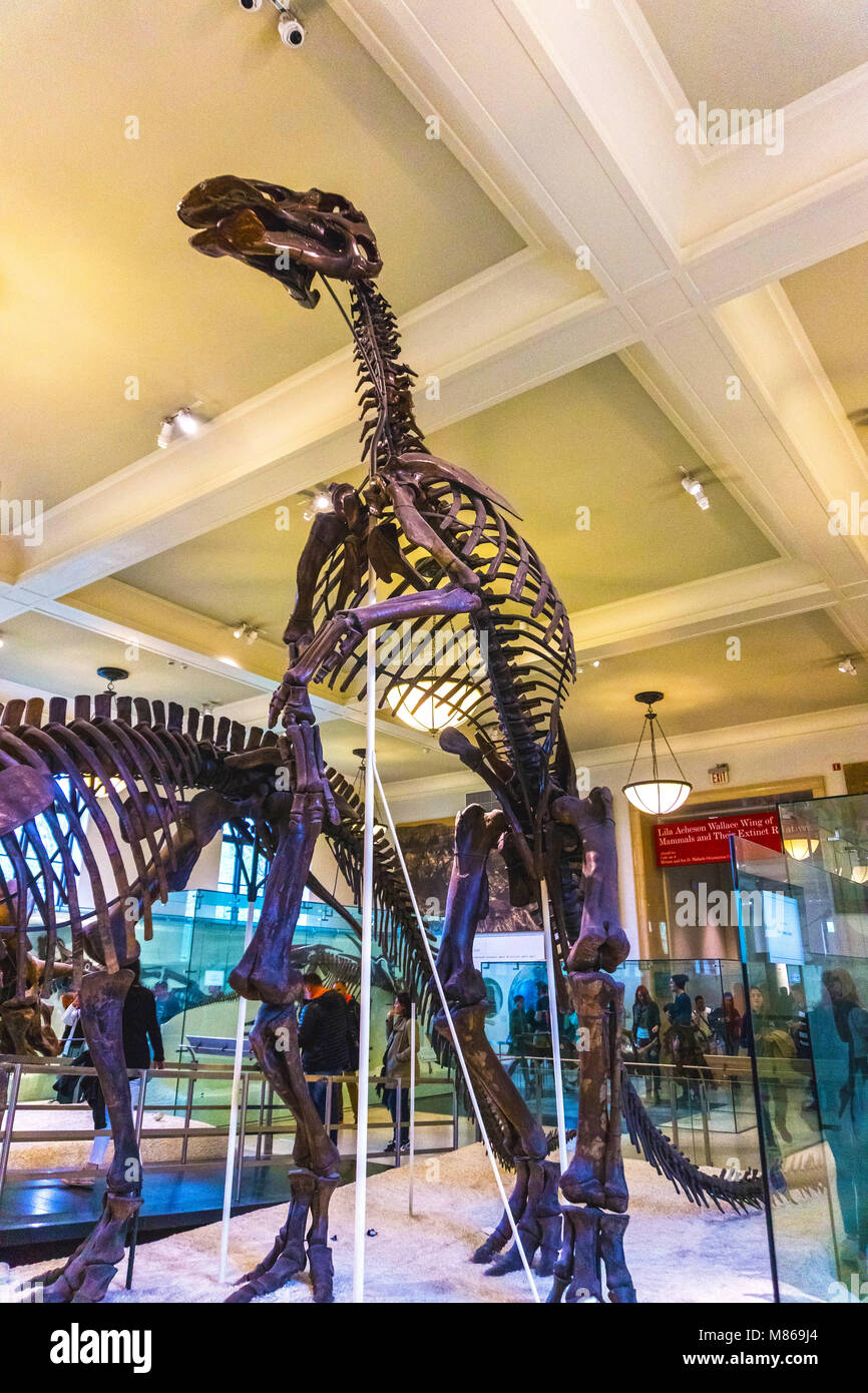 La città di New York, Stati Uniti d'America - 01 May 2016: Dinossaur modello di fossili al Museo Americano di Storia Naturale Foto Stock