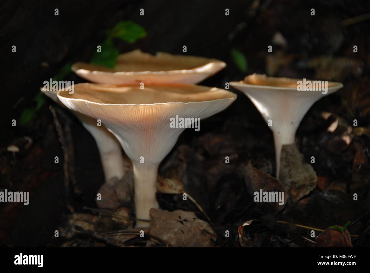 Ben illuminato di funghi sul suolo della foresta Foto Stock