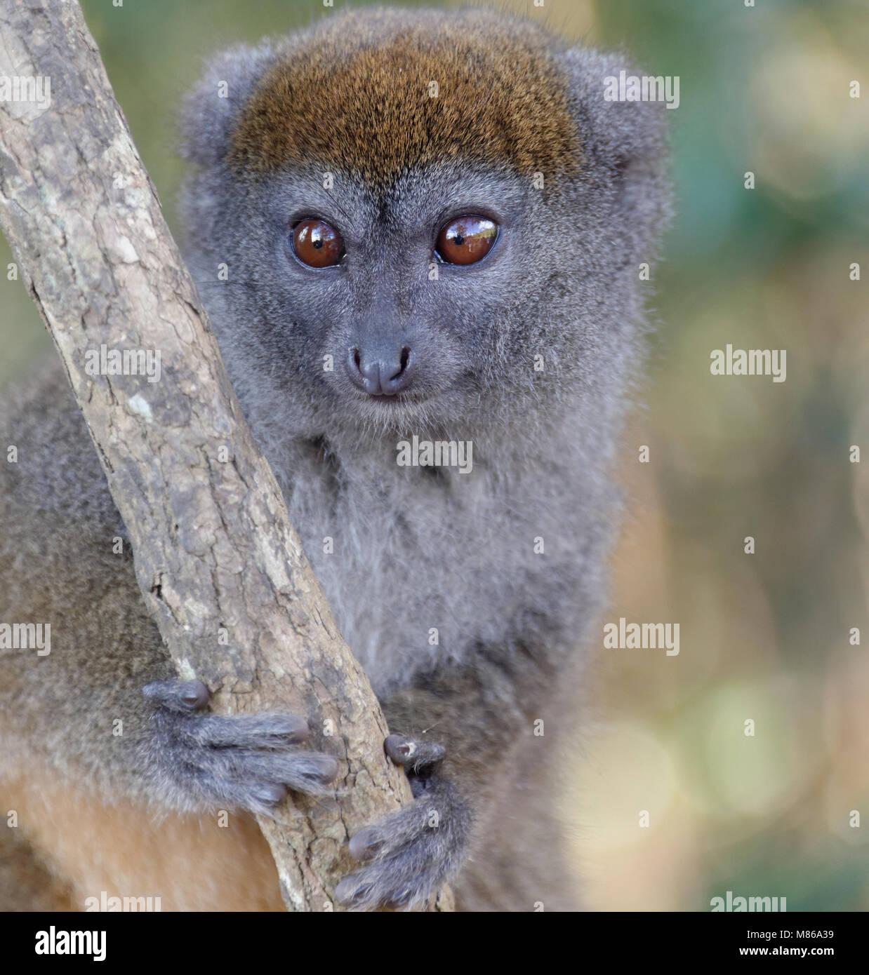 Un orientale minore lemure di bambù (Hapalemur griseus) noto anche come grigio orientale lemure di bambù, aggrappato a un piccolo albero in una foresta del Madagascar Foto Stock
