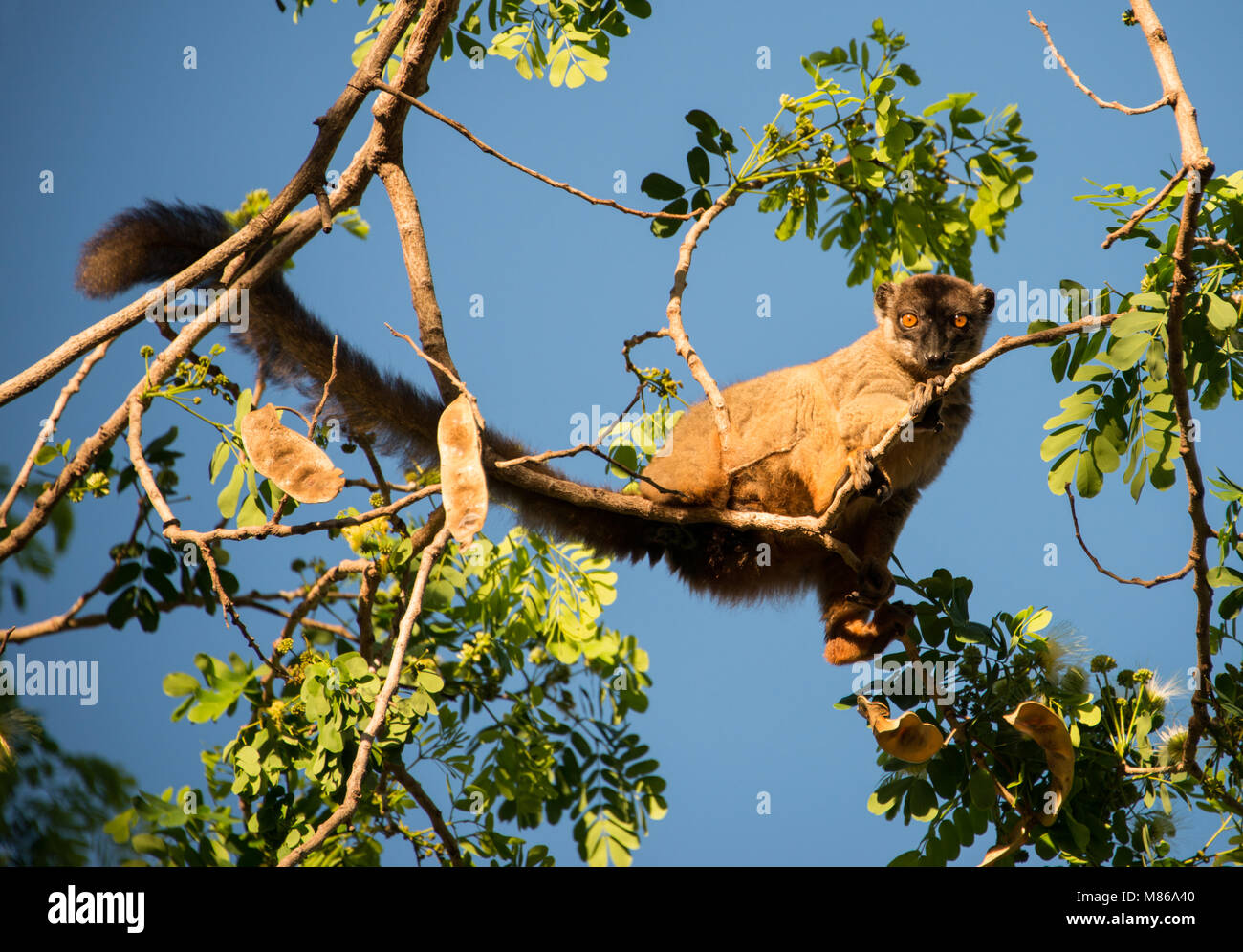 Un comune lemure marrone (il Eulemur fulvus) fissando la videocamera a un albero in una foresta del Madagascar Foto Stock
