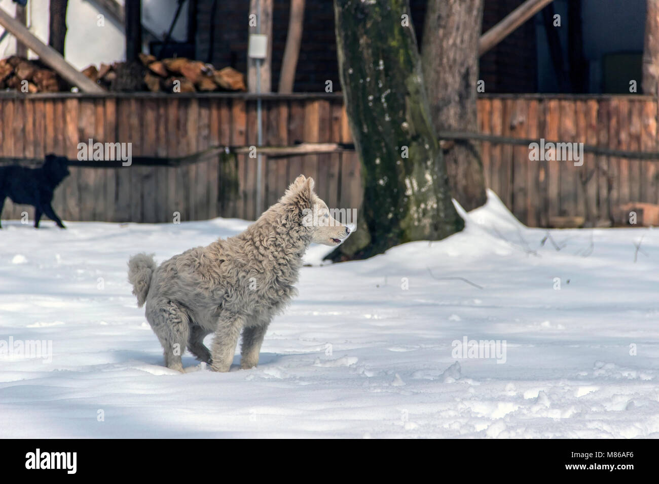 Campagna, Serbia - sani cane mutt in piedi nella neve fresca Foto Stock