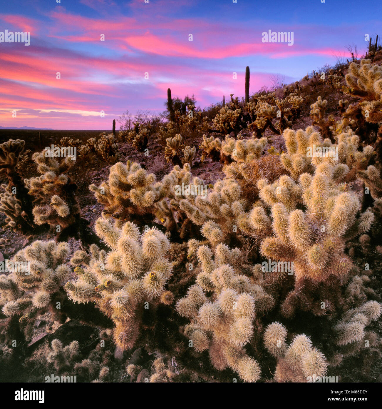 Tramonto, Teddy Bear Cholla, Cylindropuntia bigelovii, organo a canne Cactus monumento nazionale, Arizona Foto Stock