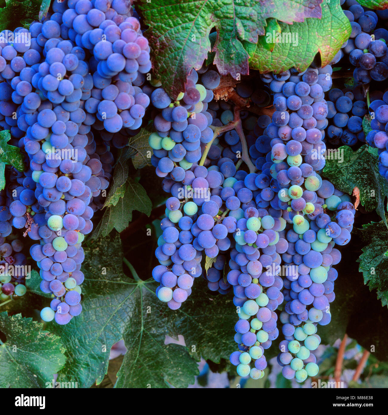 Maturazione uve Cabernet Sauvignon, uva, Napa Valley, California Foto Stock