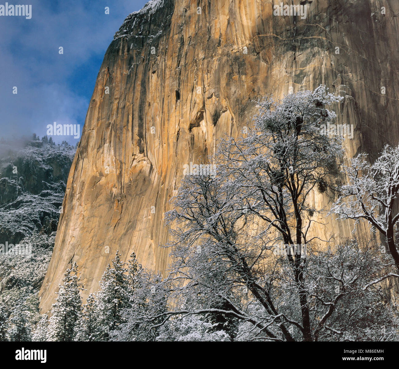 Valley Oak, Quercus Lobata, El Capitan, del Parco Nazionale Yosemite in California Foto Stock