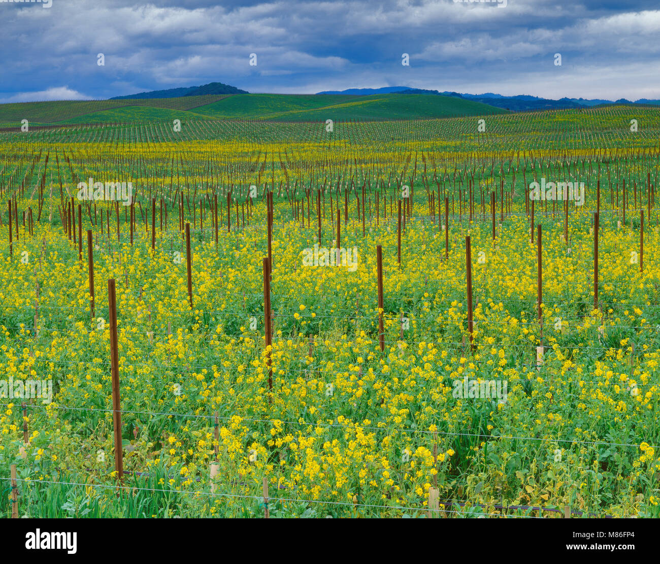 La senape, vigneto, Carneros Appellation Sonoma County, California Foto Stock