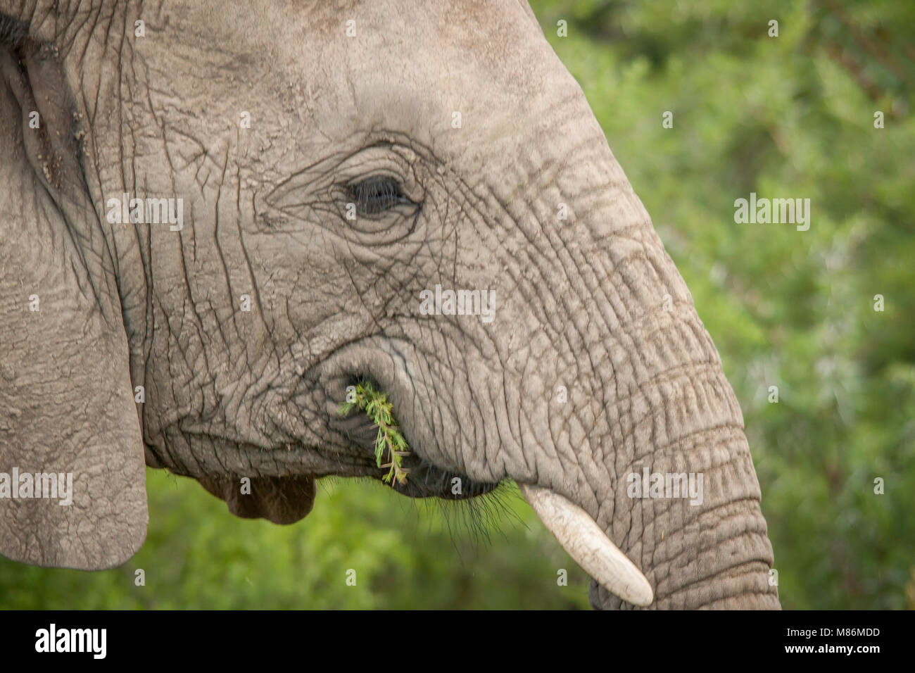 Il possente Elefante Foto Stock