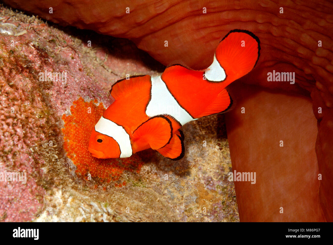 Clownfish, Amphiprion percula, pesci maschi tendendo le uova deposte sul substrato cancellata sotto il magnifico host anemone marittimo, Heteractis magnifica Foto Stock