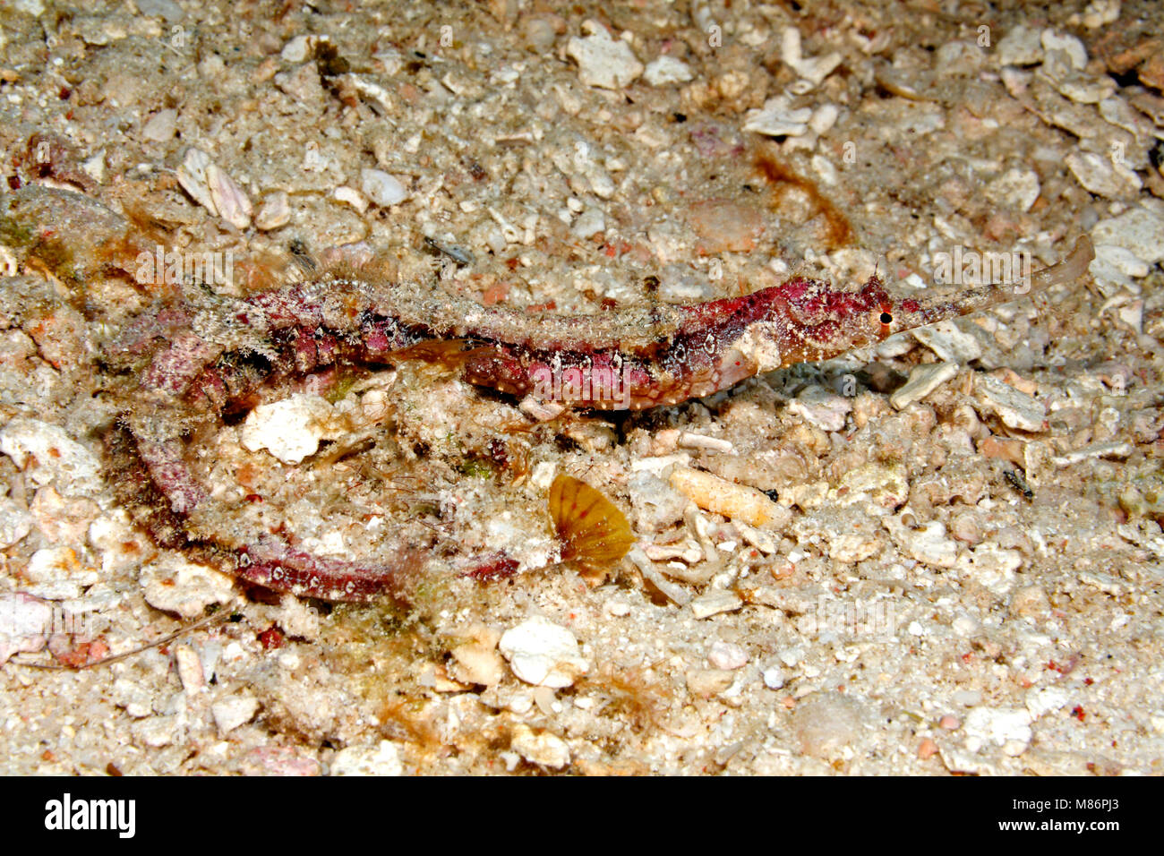 Pipefish alato, Halicampus macrorhynchus. Noto anche come Pipefish ornati e Whiskered Pipefish. Foto Stock