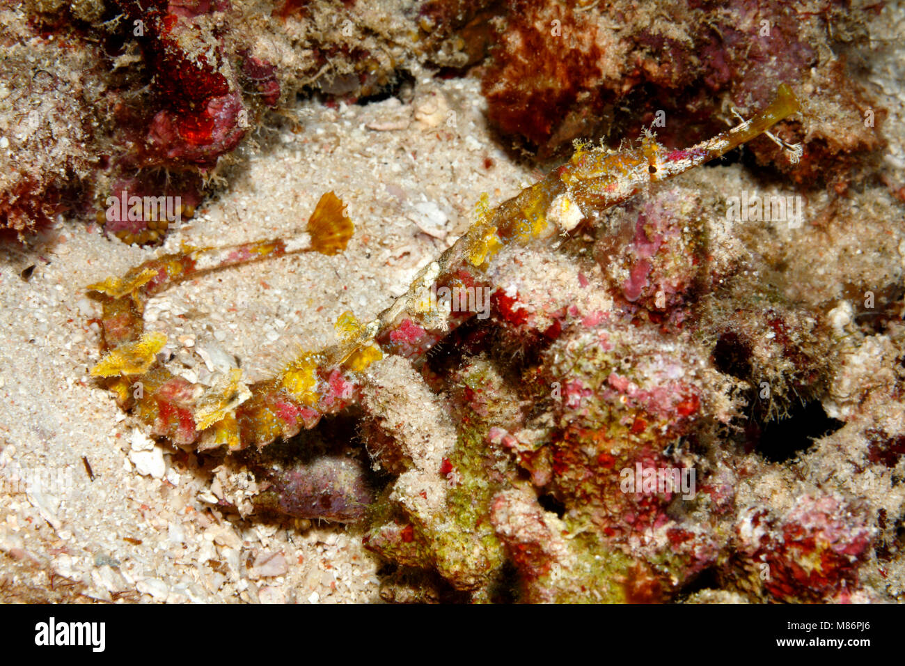 Pipefish alato, Halicampus macrorhynchus. Noto anche come Pipefish ornati e Whiskered Pipefish. Foto Stock