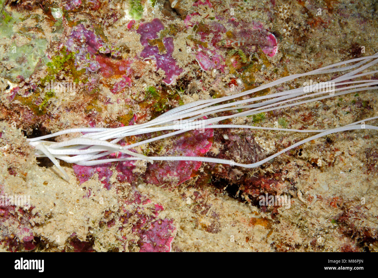 Alimentazione bianco tentacoli di una medusa Spaghetti Worm, Loimia medusa o Eupolymnia crassicornis. Foto Stock