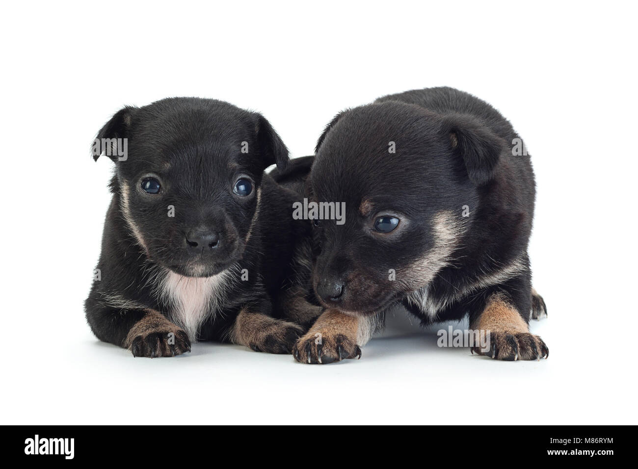 Giovane nero cucciolo closeup isolati su sfondo bianco Foto Stock
