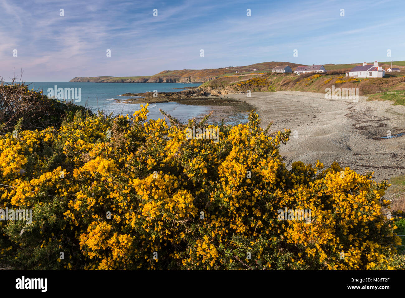 Gorse giallo fiori di mare a Porth Trwyn, Anglesey, Galles del nord Foto Stock