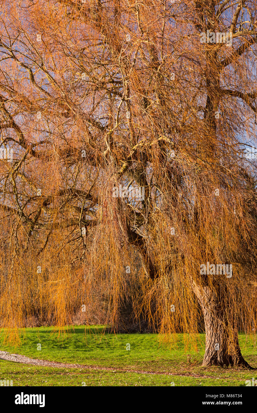 Willow Tree in inverno, Northop, il Galles del Nord Foto Stock