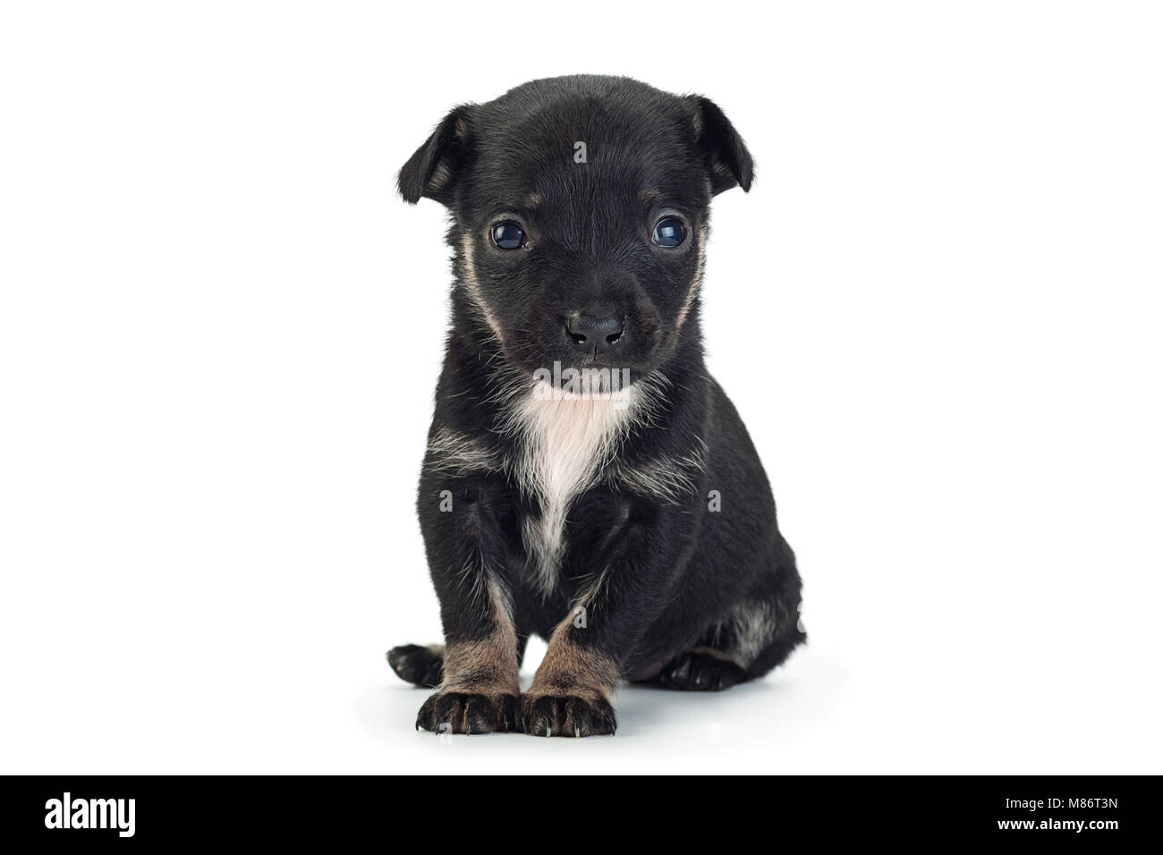 Giovane nero cucciolo closeup isolati su sfondo bianco Foto Stock