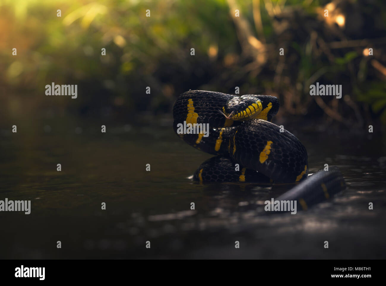 Serpente gatto mangrovie (Boiga dendrophila) in un fiume, Thailandia Foto Stock