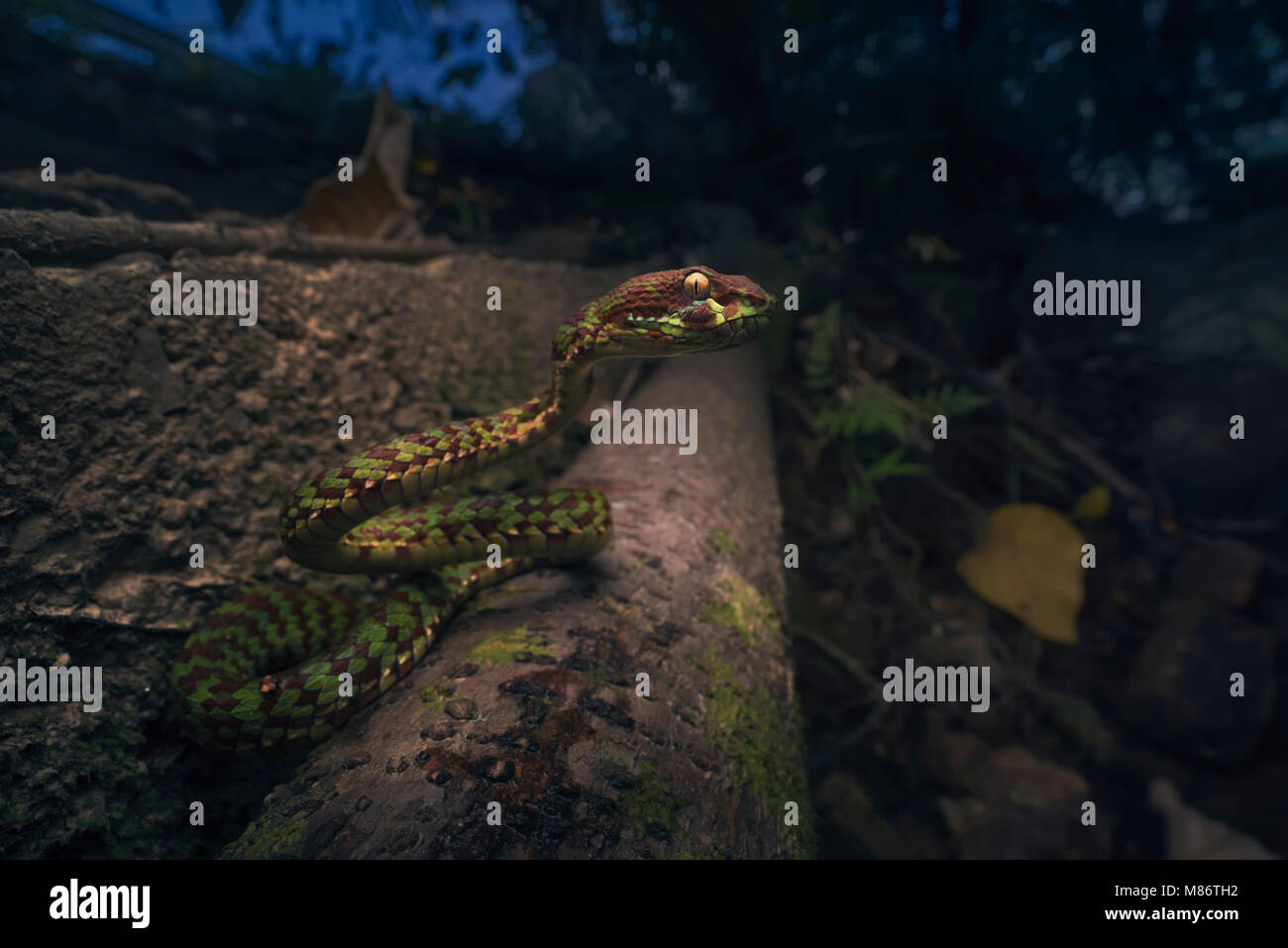 Pit viper serpente (Trimeresurus venustus) da una strada, Krabi, Thailandia Foto Stock