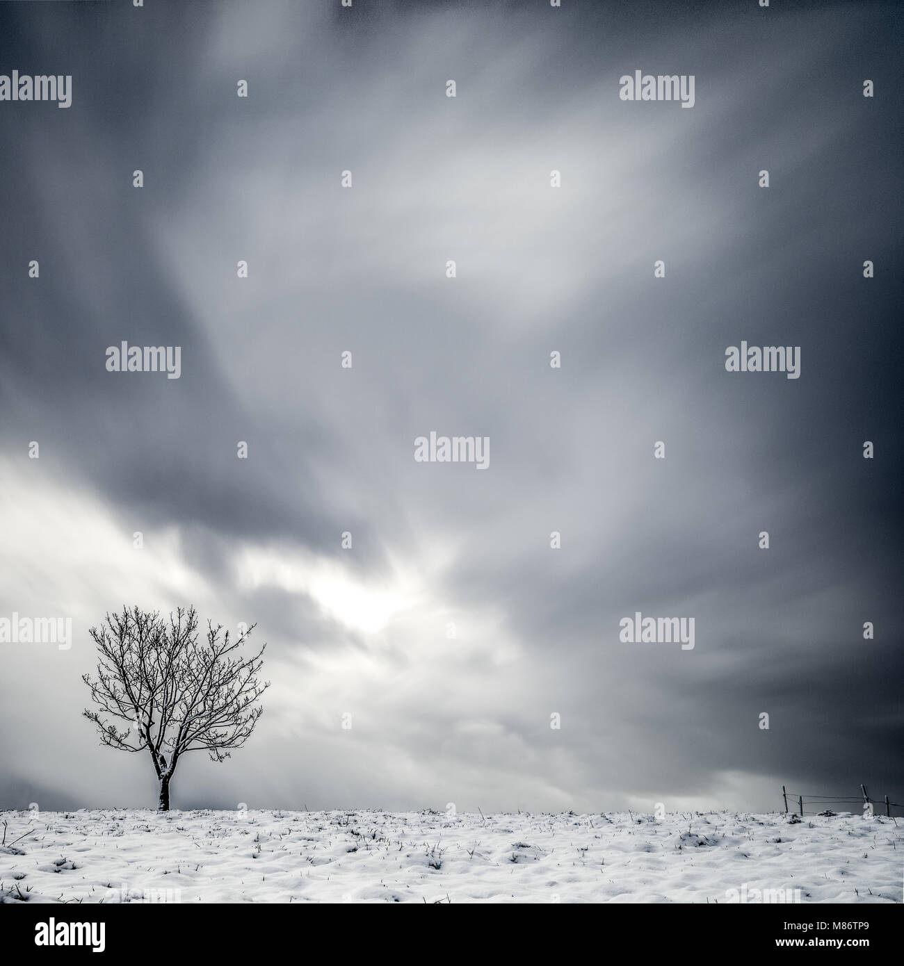 Lone Tree nel paesaggio invernale Foto Stock