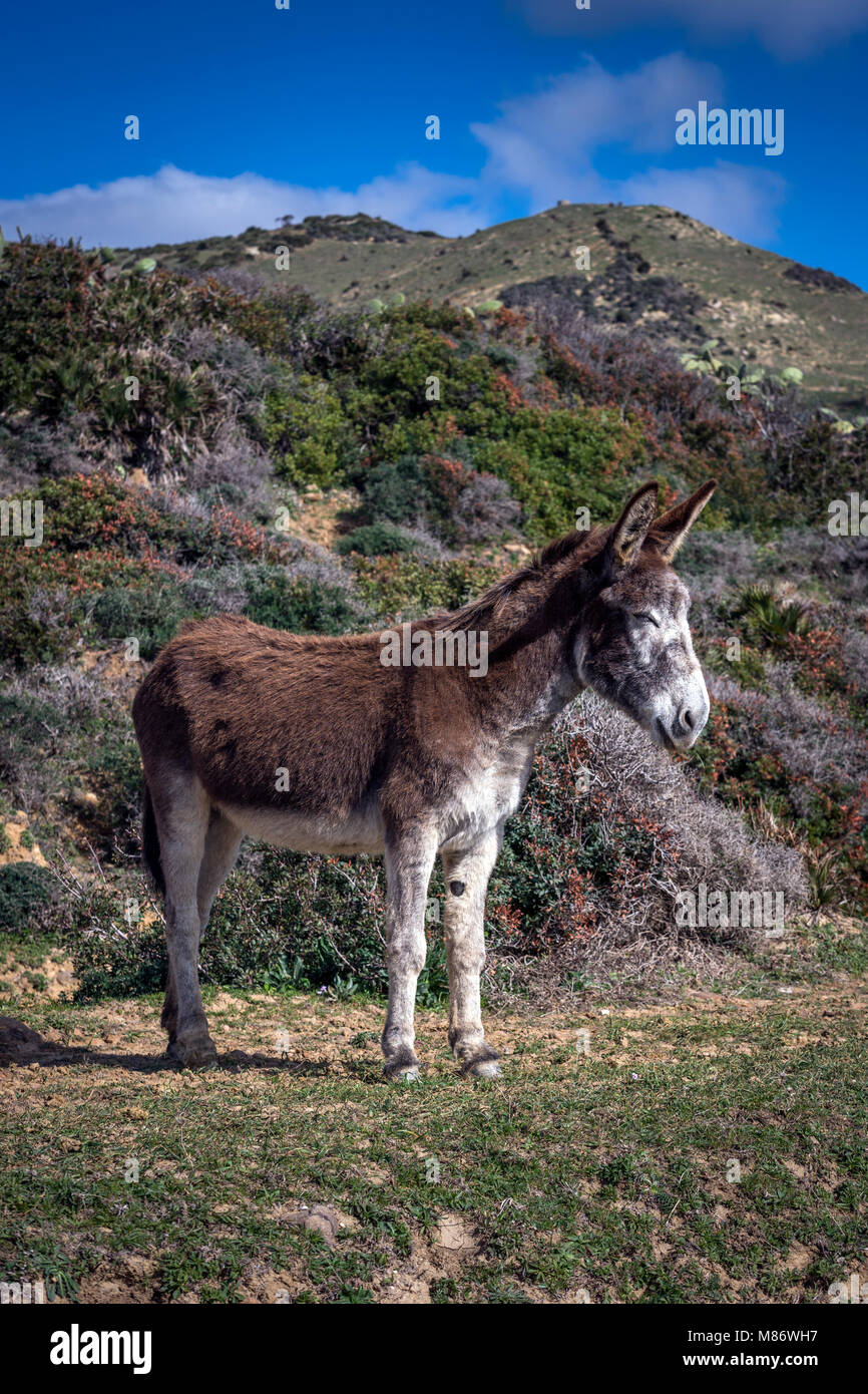 Asino in piedi in un campo, Parco Naturale dello stretto, Tarifa, Cadice, Andalusia, Spagna Foto Stock