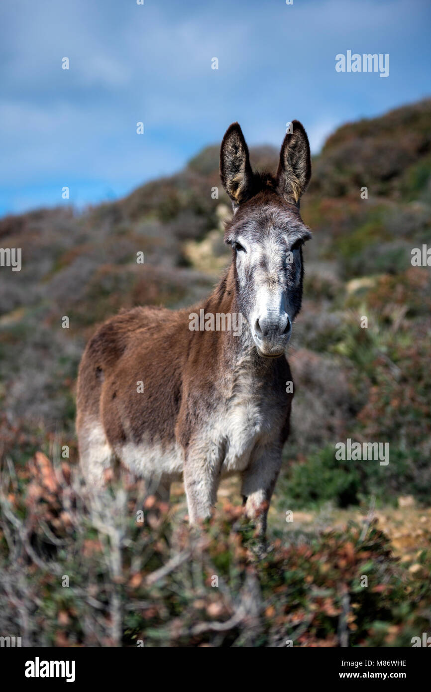 Asino in piedi in un campo, Parco Naturale dello stretto, Tarifa, Cadice, Andalusia, Spagna Foto Stock