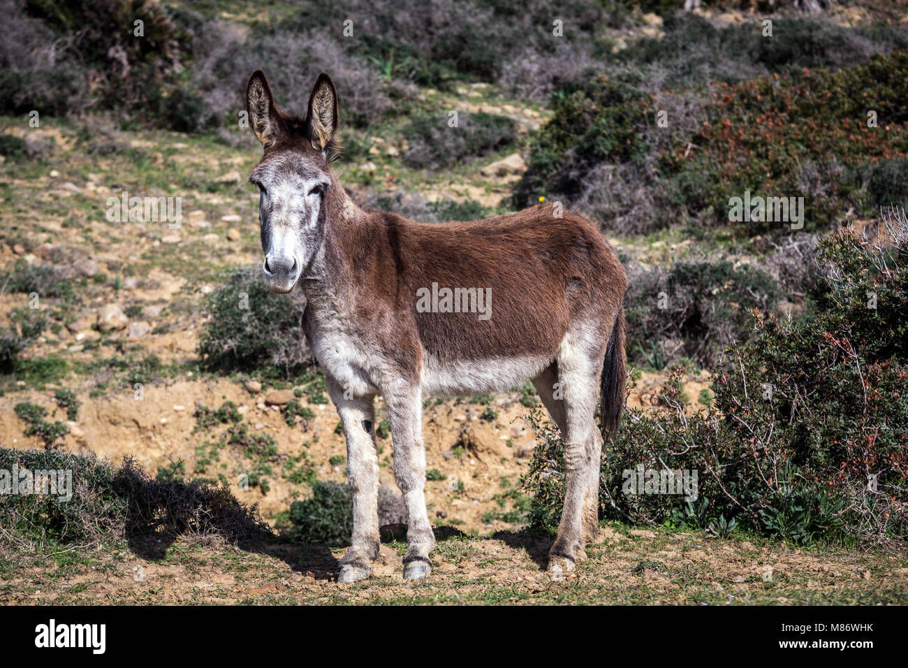Asino in piedi in un campo, Parco Naturale dello stretto, Tarifa, Cadice, Andalusia, Spagna Foto Stock