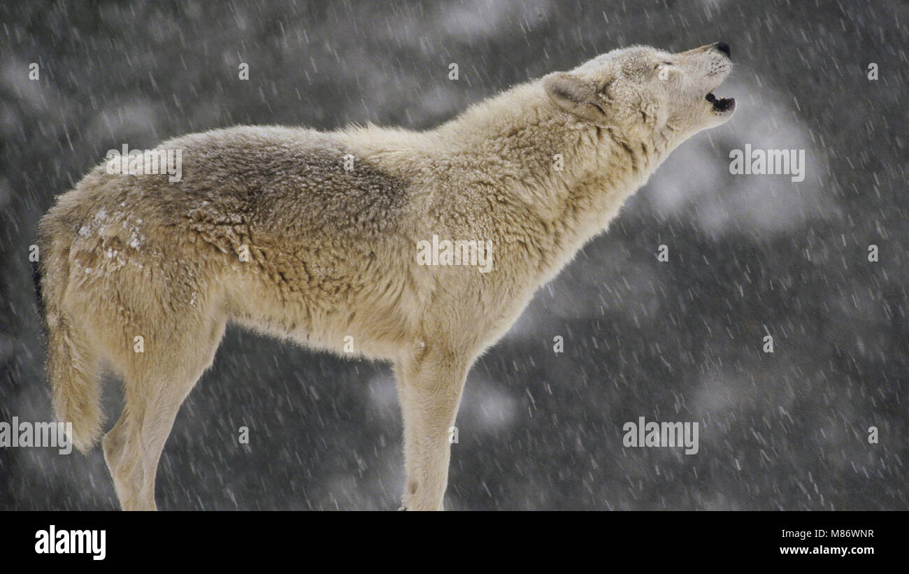 Ritratto di un Wolf urlando Foto Stock