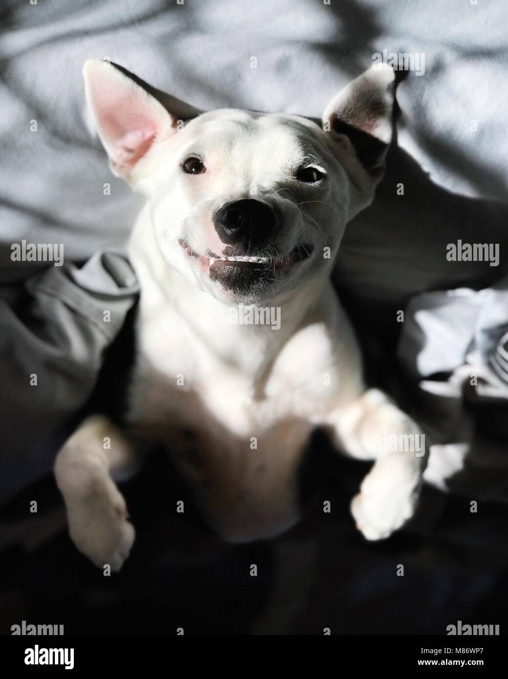 Vista aerea di un cane che giace su un letto Foto Stock
