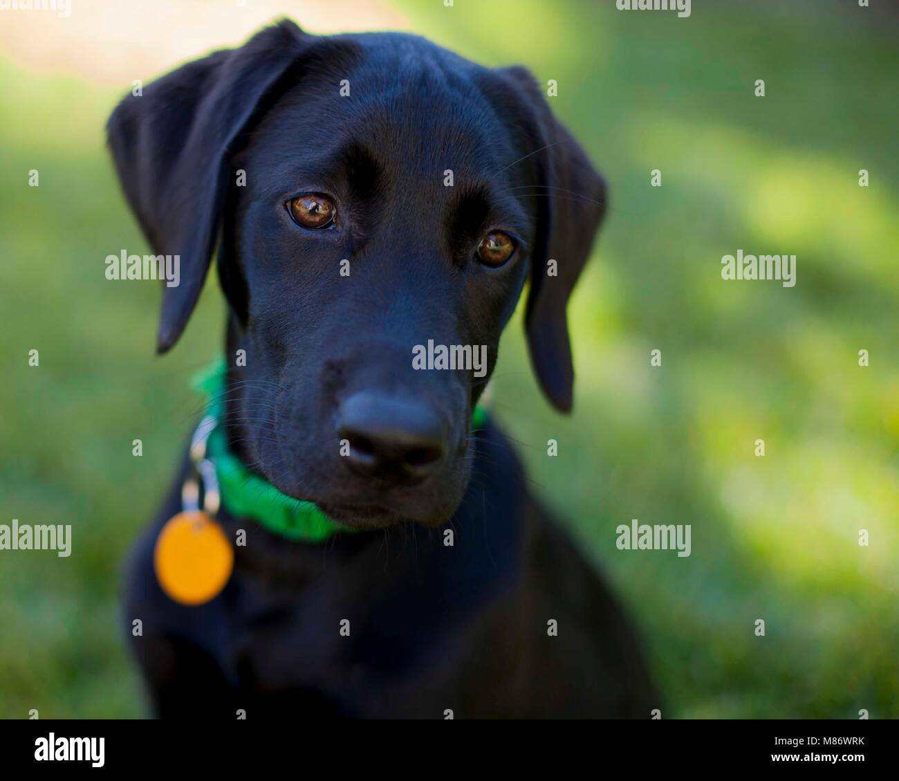 Ritratto di un nero labrador cucciolo Foto Stock