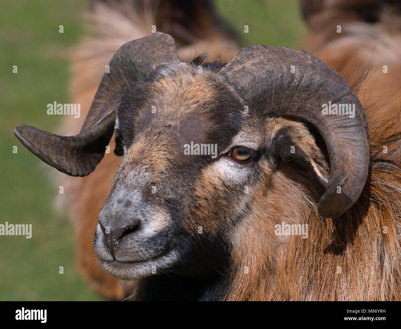 Camerun ovini Ovis aries aries Camerun Foto Stock