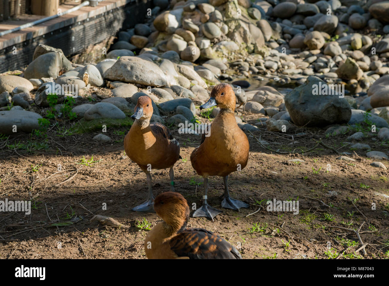Piccolo grazioso anatra marrone in piedi nel giardino zoologico, Sacramento, California Foto Stock
