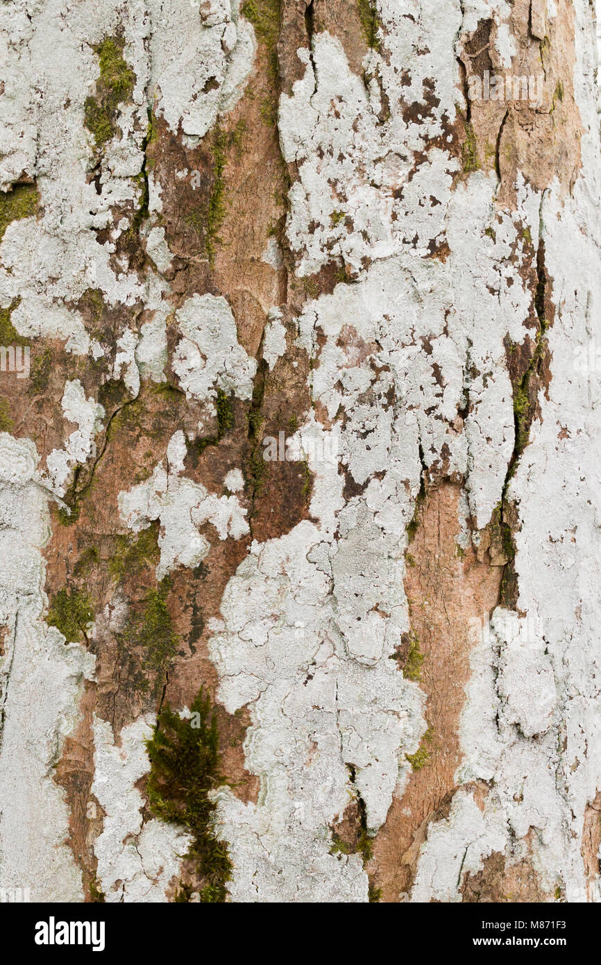 Lichene bianco varietà sulla corteccia di albero Foto Stock