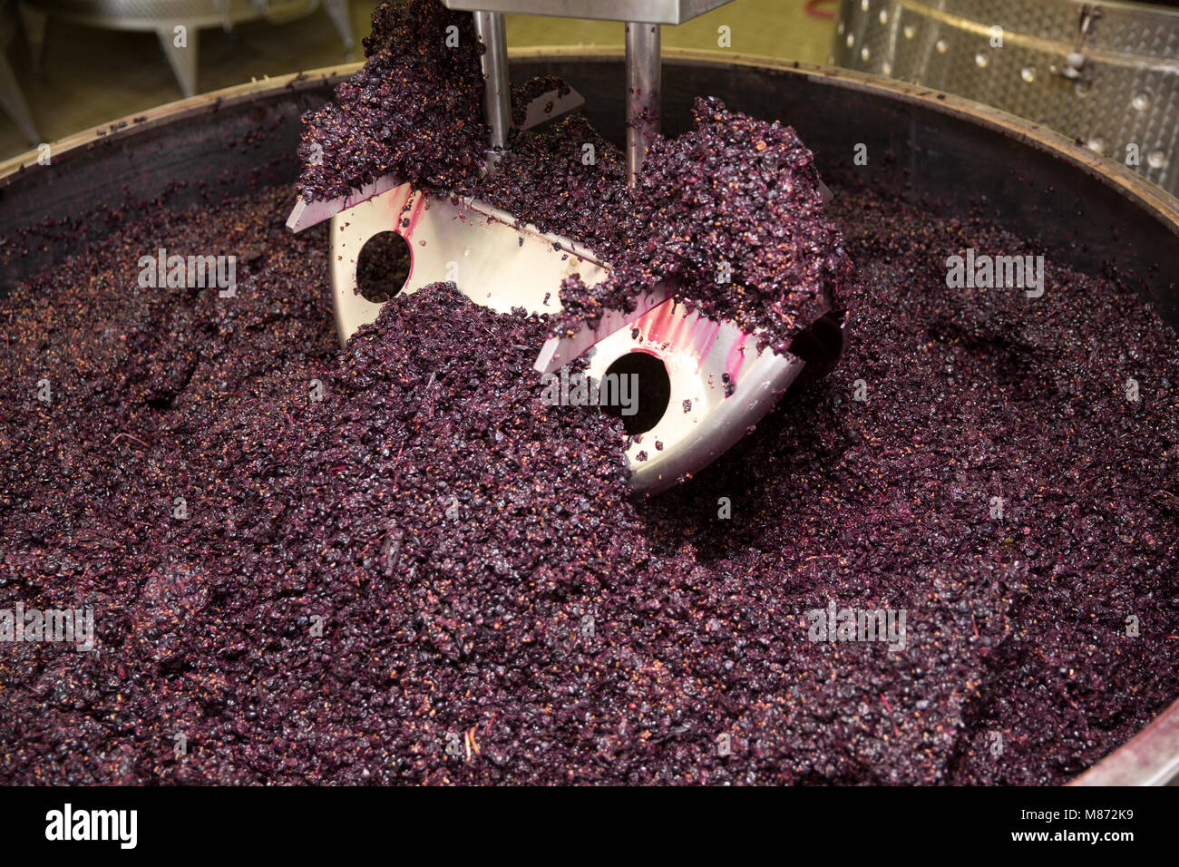 La frantumazione di uve rosse per il vino, Toscana, Italia Foto Stock